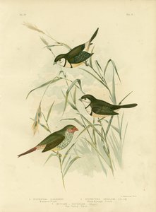 ビシェノのフィンチ、1891 作： Gracius Broinowski